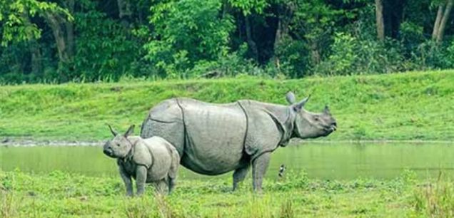 Assam Tour Package