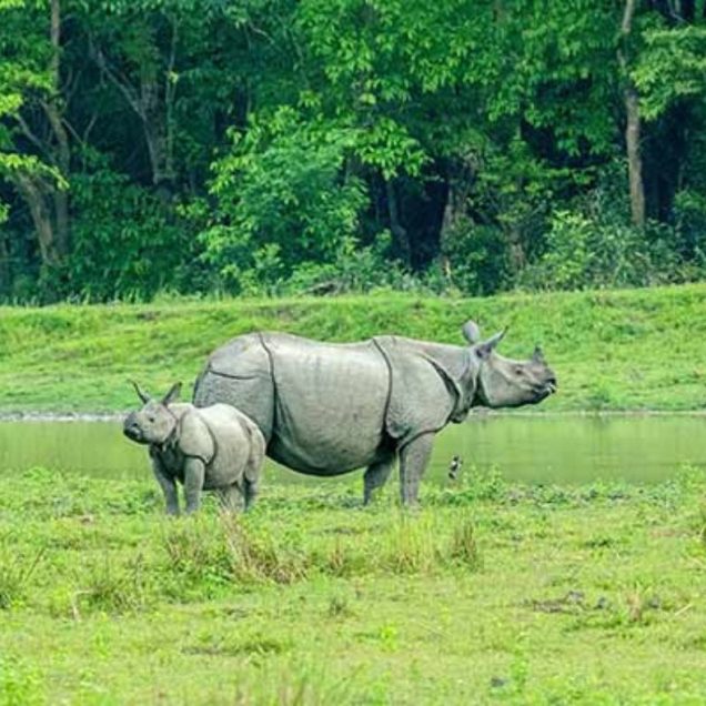 Assam Tour Package